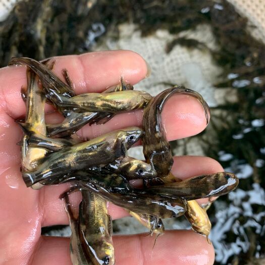 優(yōu)質(zhì)淡水 黃骨魚苗 黃丫魚苗 黃辣丁魚苗 黃顙魚苗