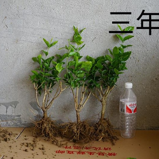 横州市重瓣茉莉  广西茉莉花苗，三年茉莉花苗，茉莉枝条