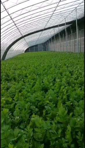 曹县西芹  皇后芹菜基地直接装车发货