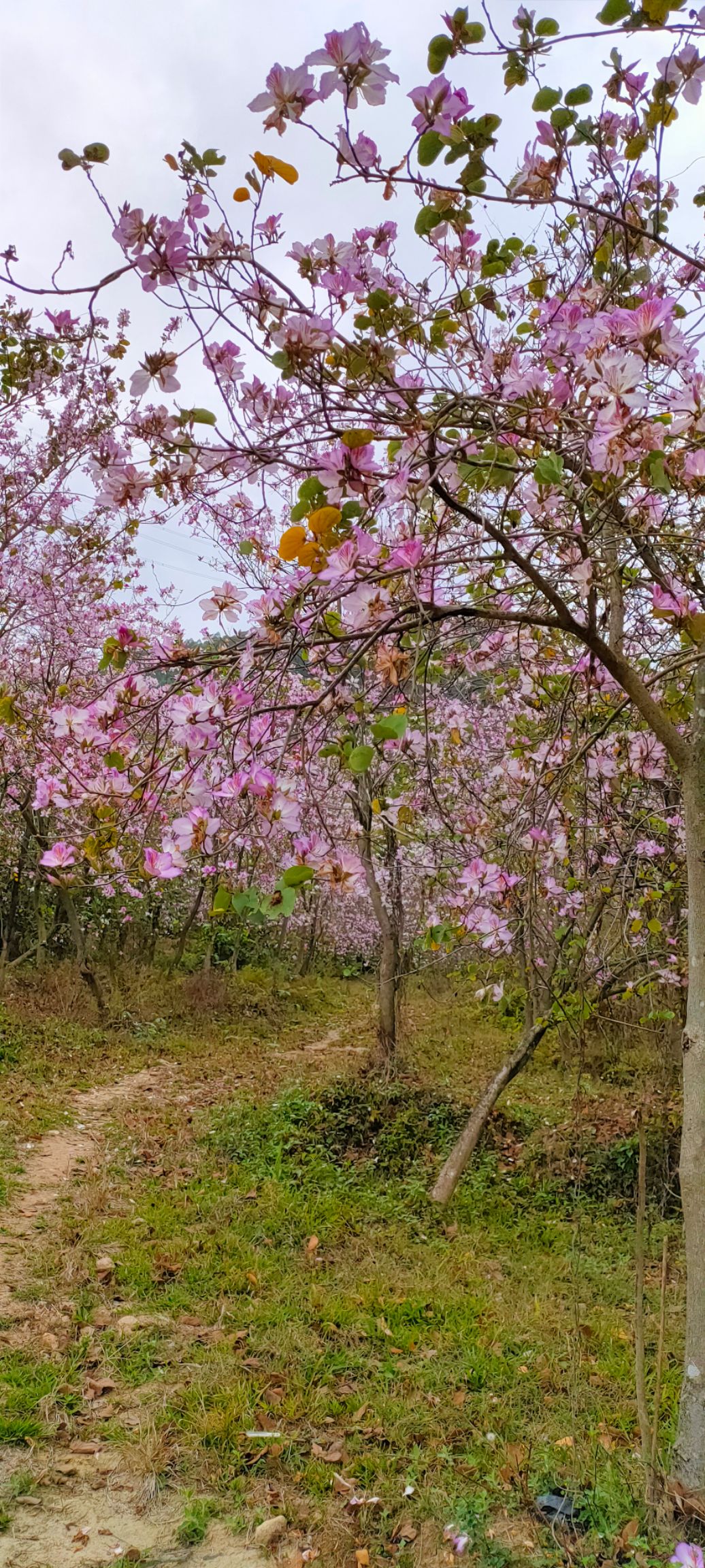 红花紫荆  10一18公分！多花紫荆花！