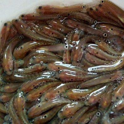 广州七星鱼苗 山斑鱼苗 花星鱼苗月鱧观赏食用淡水雷龙七星鱼养殖