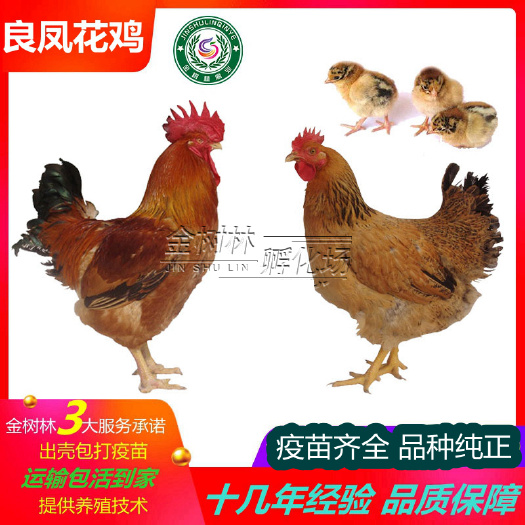 南宁纯种广西良凤花鸡苗大种快大型肉鸡苗，品种纯正，提供技术指导