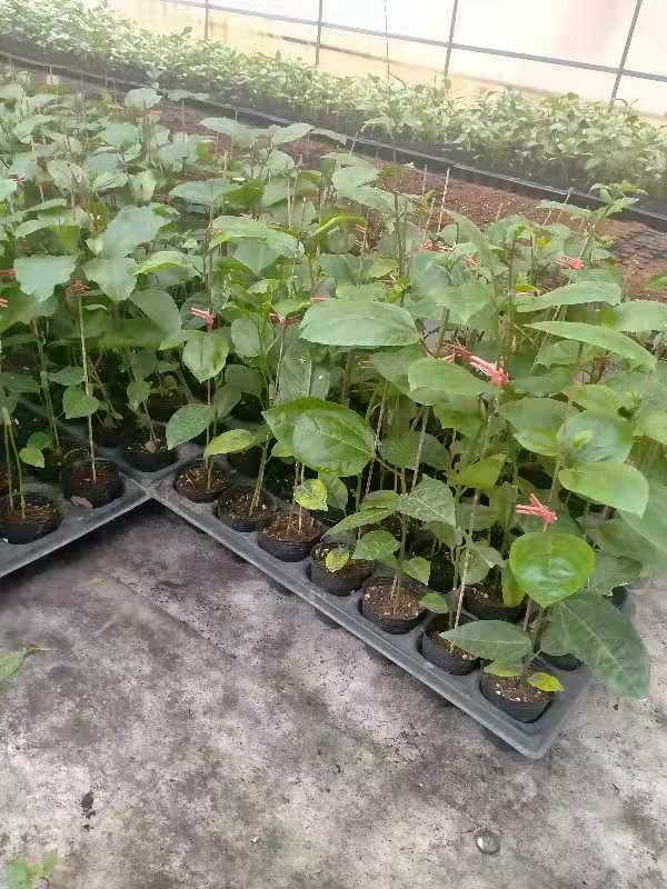 黄金百香果苗  黄金巴乐味百香果嫁接苗