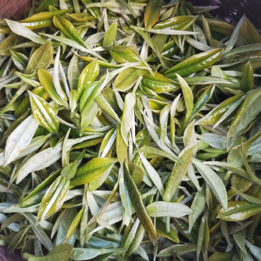 三都县毛尖茶 2023年 当季（夏季）新茶绿茶  都匀毛尖