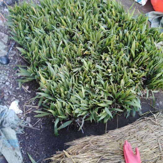 通化县山慈菇  东北毛慈菇苗