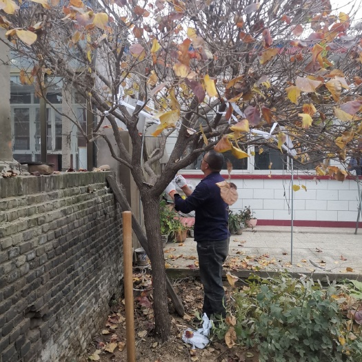 沂源县 出售各种规格丁香树，白丁香树，紫丁香树