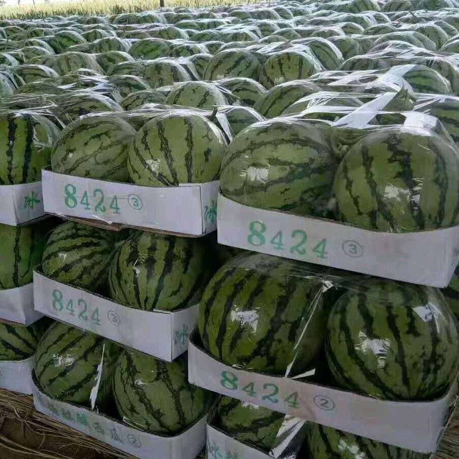 8424西瓜  《推荐》潍坊8424麒麟美都西瓜大量上市，保质保量，诚信可靠