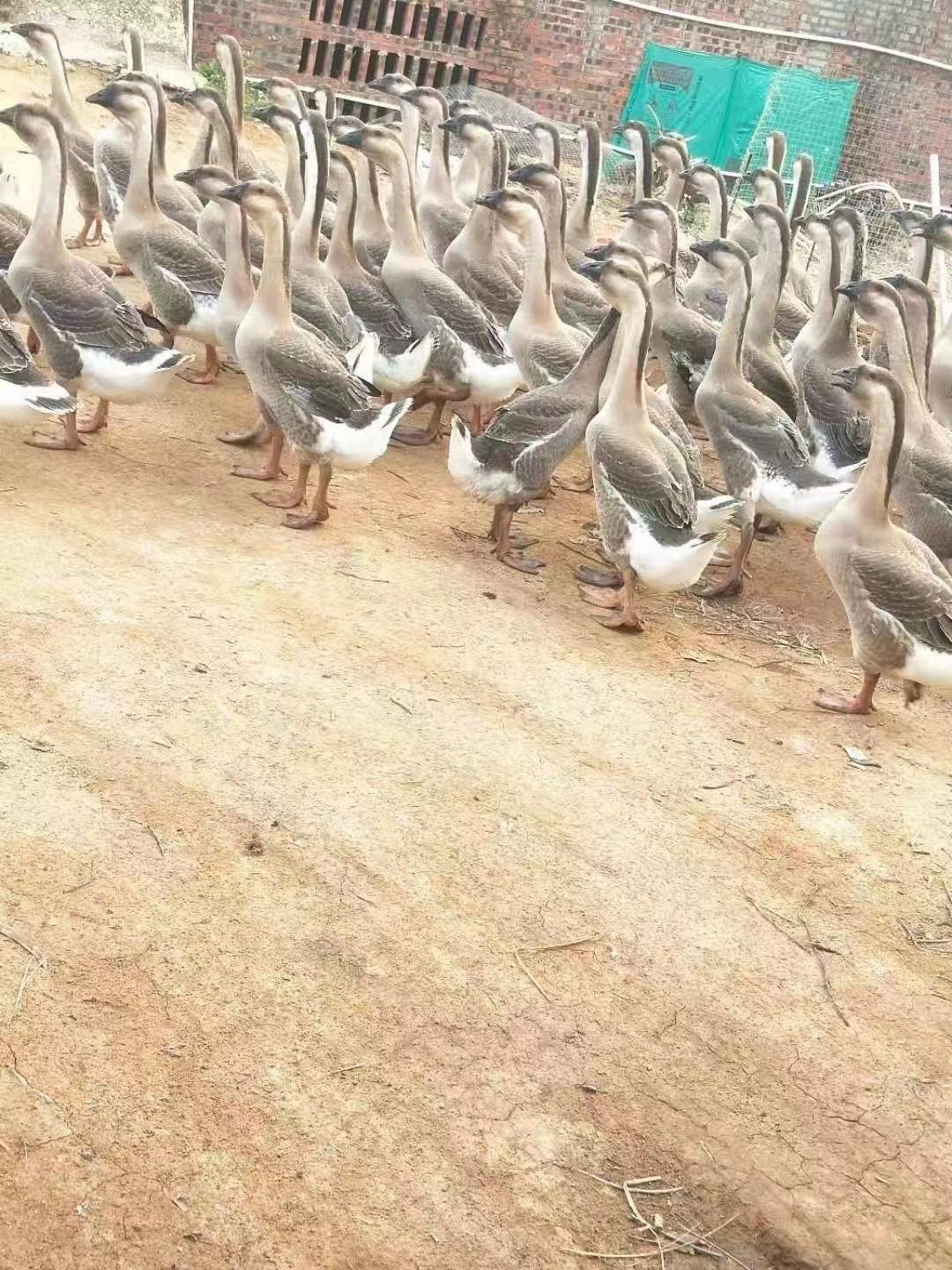 肉鹅 两批大白鲨，一批76天，一批106天，长期供应，大量货源