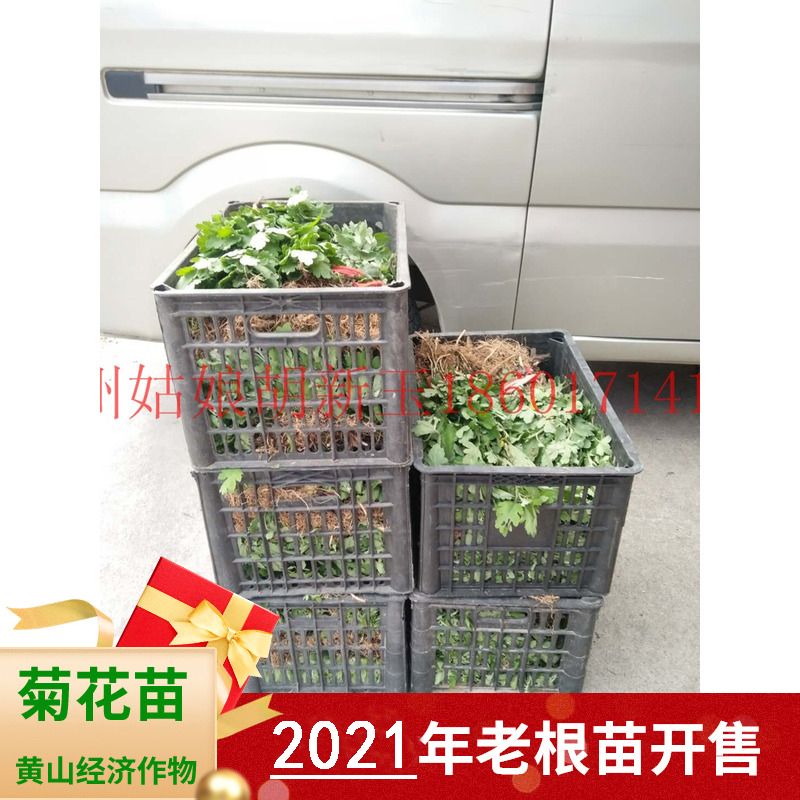2023年菊花苗老根苗菊花秧黄山贡菊苗七月菊苗婺源皇菊苗