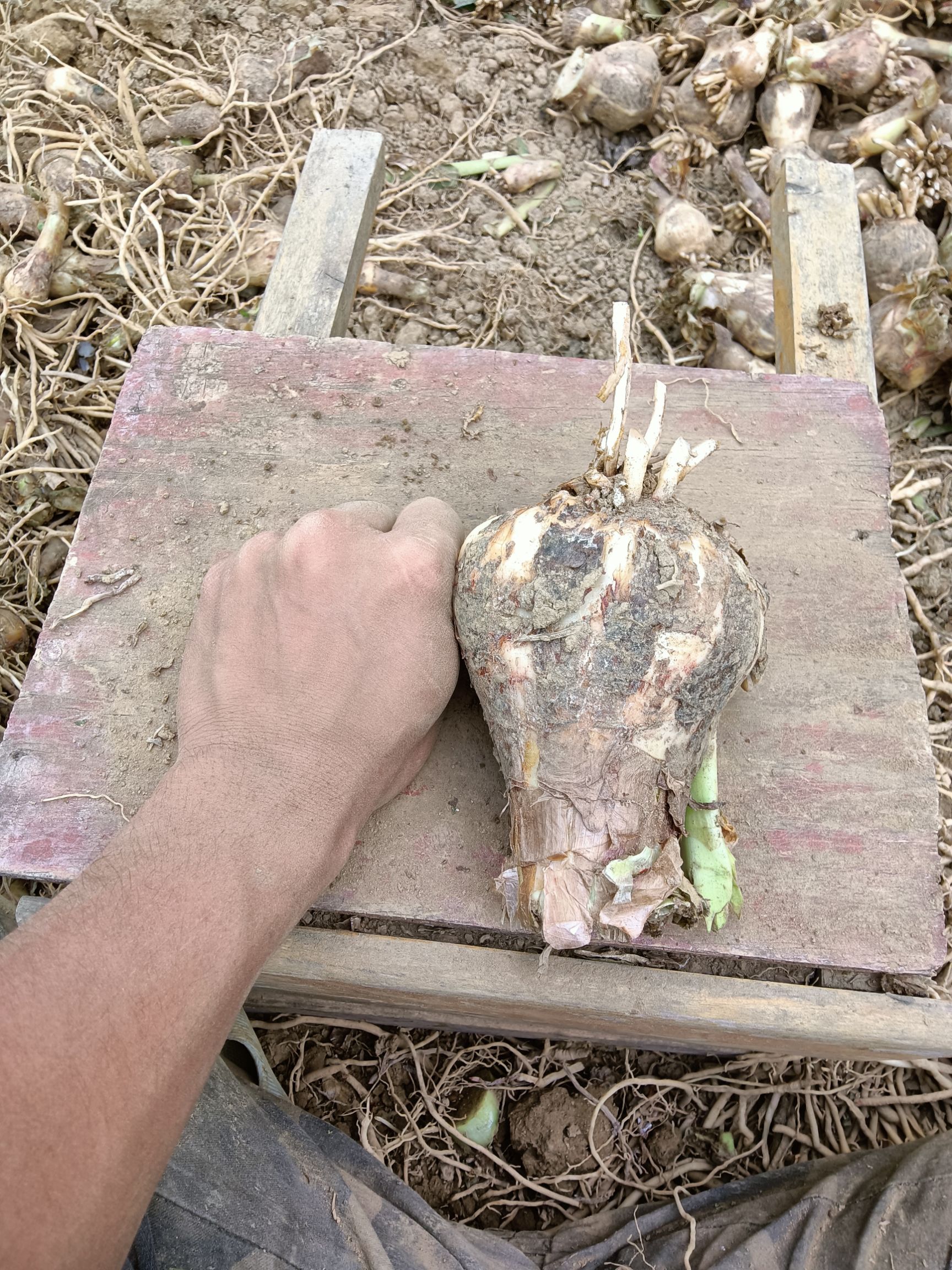 蜘蛛兰 裸根不带土 