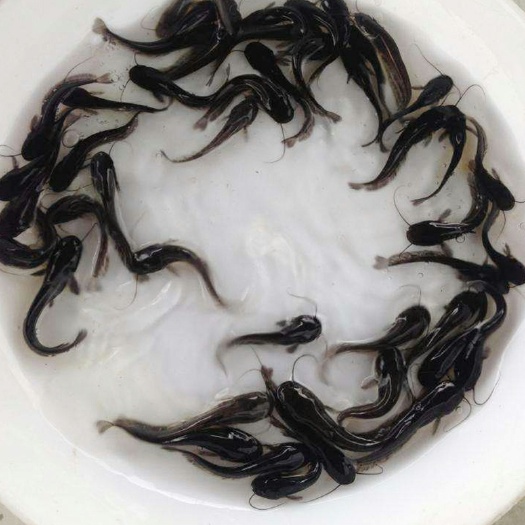广州大口鲶鱼苗南方大口鲶鲶鱼河鲶土鲶鱼六须鲶