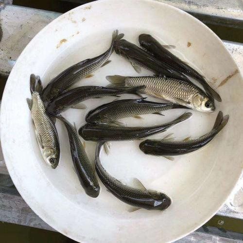 草鱼苗  长期出售各种鱼苗，特色鱼苗