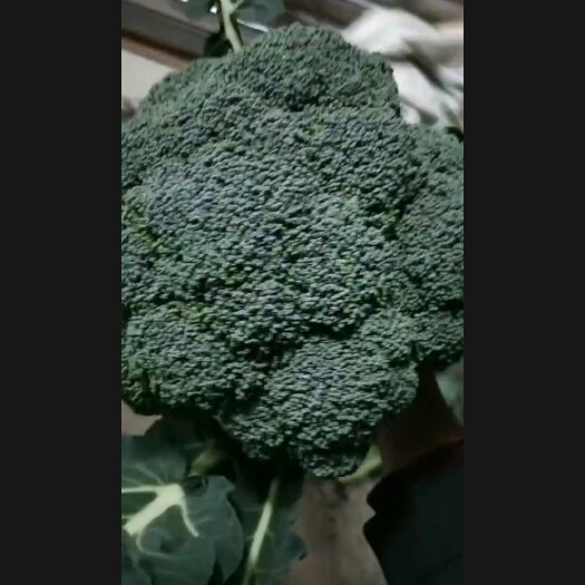 绵阳平包菜 农家自种有机蔬菜，无公害，新鲜价格实惠。好吃不贵。大棚生产