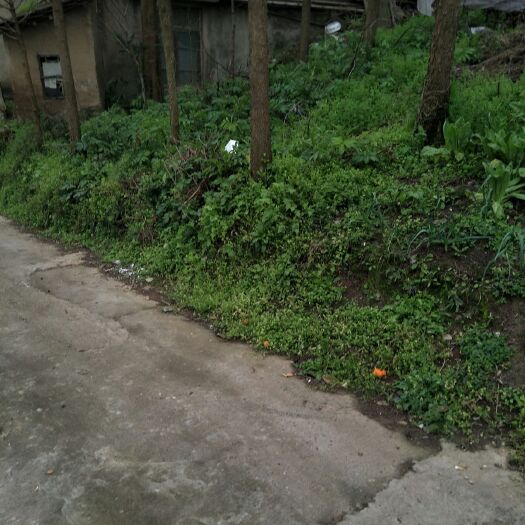 南县木材 水杉树，自家的随时来挖