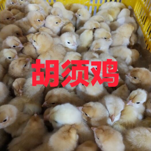 广州土鸡苗  胡须鸡苗，包打疫苗，全国发货，质量保证