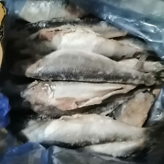  青鱼  200-300