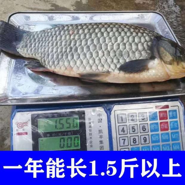 中科三号鲫鱼  优质中科5号鲫鱼苗 鱼塘养殖 白鲫鱼 银鲫鱼 鲫鱼苗活体