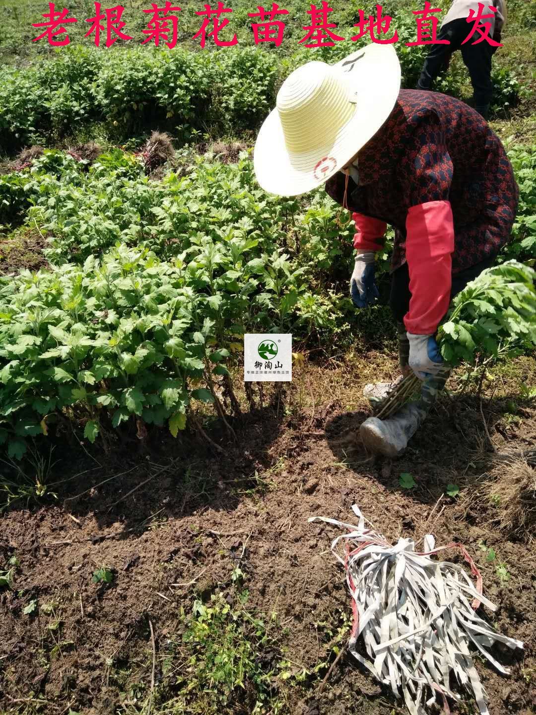 2023年金丝皇菊苗婺源皇菊苗七月菊苗黄山贡菊苗。