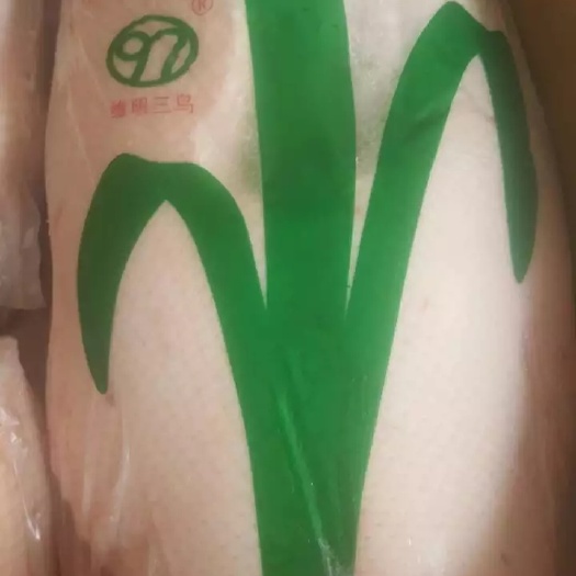 佛山乌鬃鹅  广东黑棕鹅棚鹅烧鹅原材料