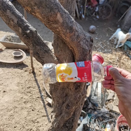 杞县水晶石榴树苗 三十年的老石榴树，有喜欢的吗，原生无嫁接，果实很甜很大很红