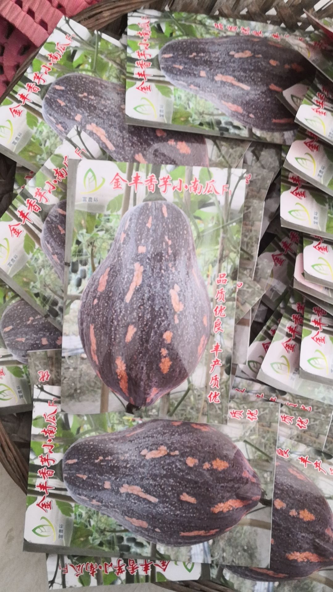 香芋南瓜种子四季蔬菜南瓜种子蜜本