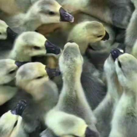 灰鹅苗 量大从优 包技术 包运输 送开口料