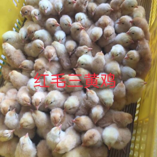 广州三黄鸡苗  红毛三黄鸡1.5，包打疫苗，全国发货，质量保证
