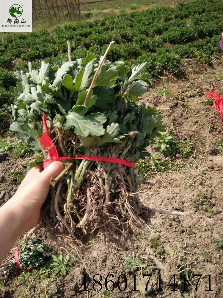 2023年金丝皇菊苗婺源皇菊苗七月菊苗黄山贡菊苗。