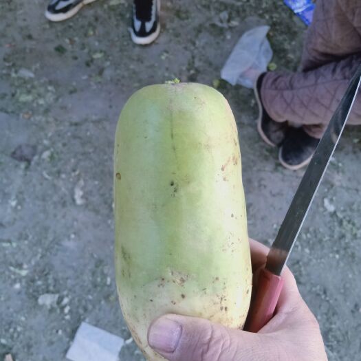 通许县青萝卜 青皮萝卜 ，大量出库中 ，萝卜质量好 ，价格便宜 ，
