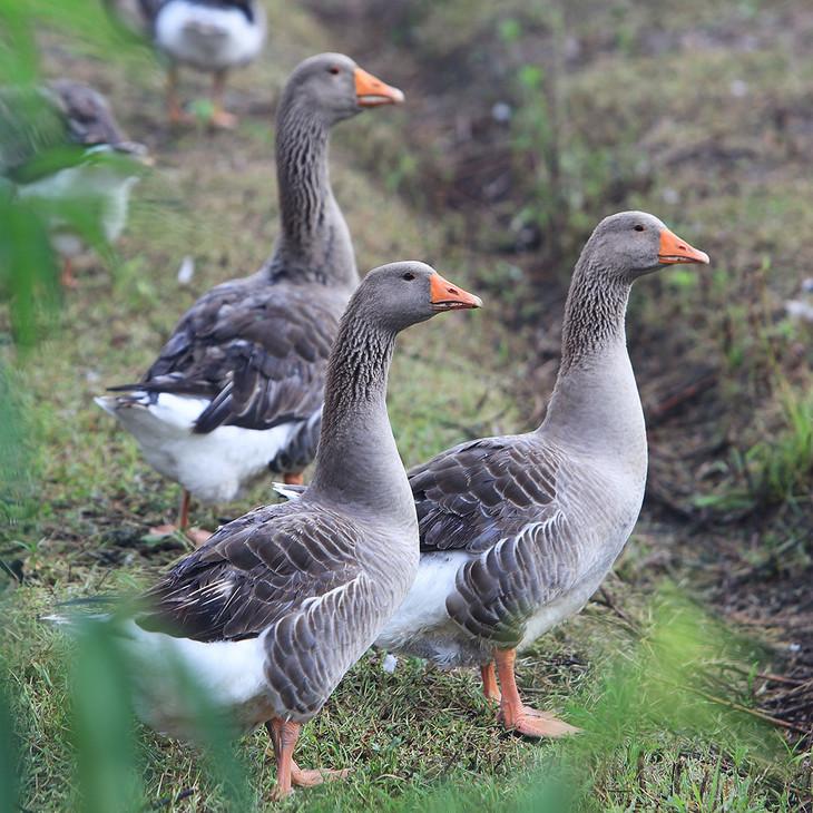  朗德鹅苗 包技术 包运输 免费搭建温鹏