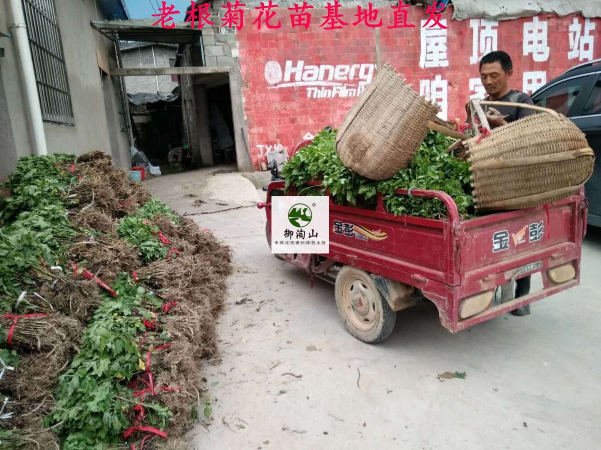 2023年菊花苗老根苗金丝皇菊苗黄山贡菊苗