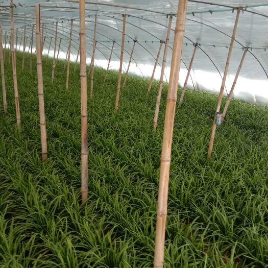 卫辉市大叶韭菜 头茬