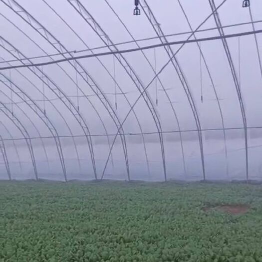 曹县 油麦菜，小油菜，常年供应，保质保量，可实地考察，欢迎各地老板