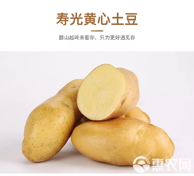 山东黄皮土豆来自蔬菜之乡的美味，农家自种，新鲜直达，沙甜软糯