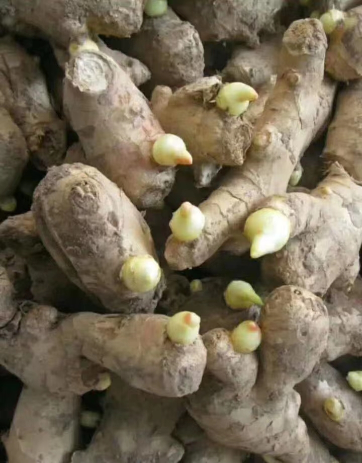 （优选姜种）368姜种产地直销，一手货源，全国发货