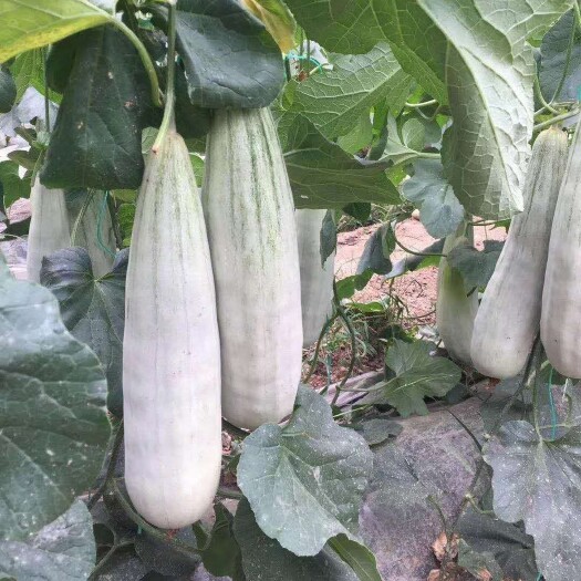 羊角蜜甜瓜  山东羊角蜜大量上市，产地直供一手货源。