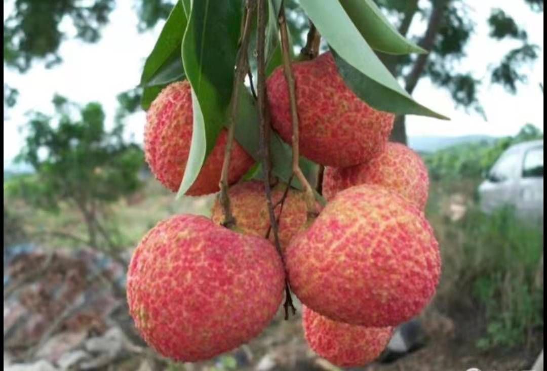 荔枝嫁接枝条  无核荔枝