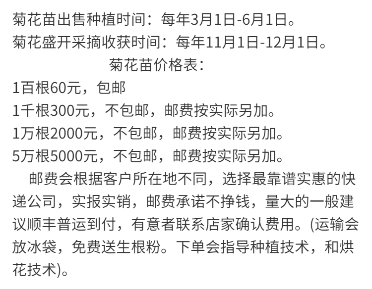 2023年金丝皇菊苗婺源皇菊苗七月菊苗黄山贡菊苗。