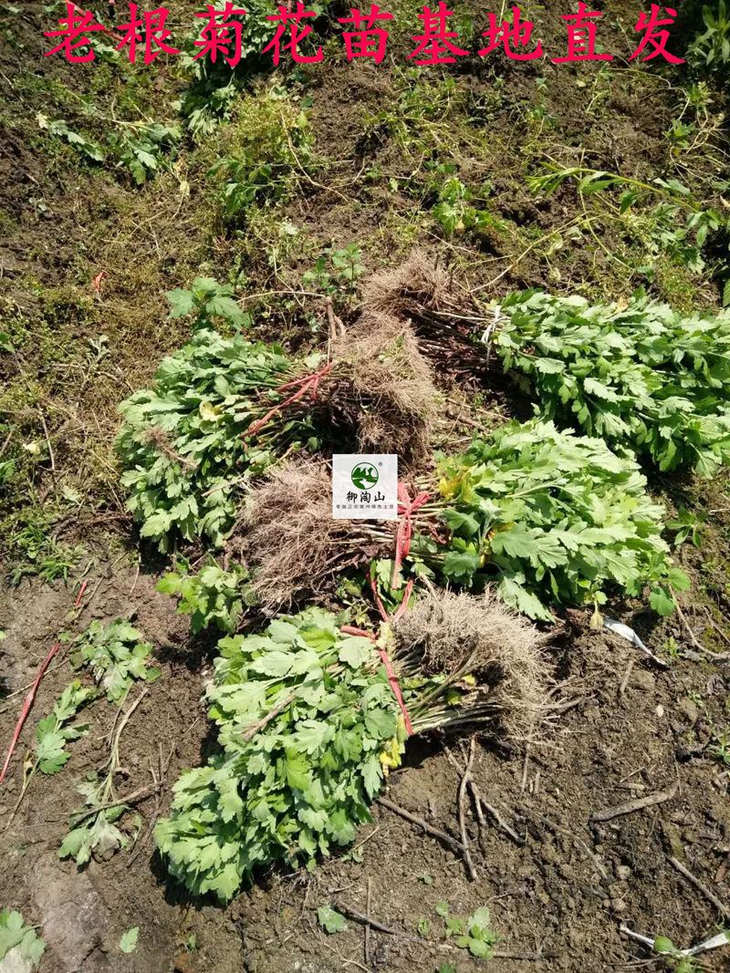2023年金丝皇菊苗婺源皇菊苗七月菊苗黄山贡菊苗。