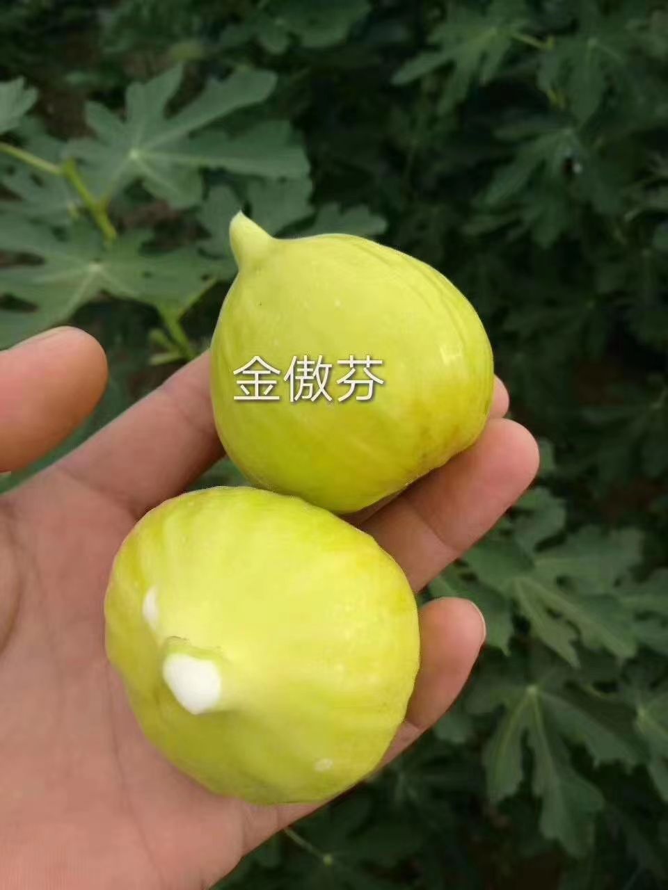 布蘭瑞克無(wú)花果苗  布蘭瑞克無(wú)花果