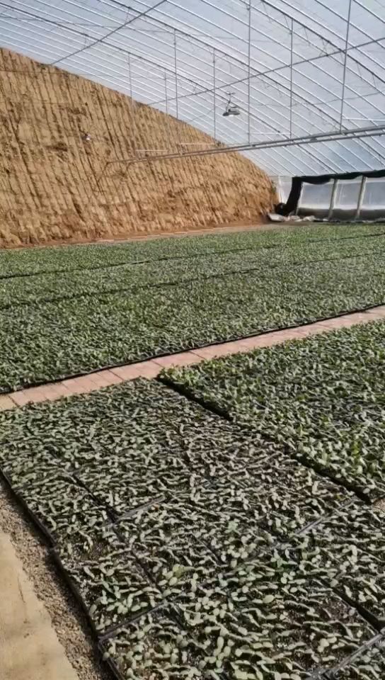 大红番茄苗  大红西红柿苗，抗病毒，抗死棵，苗厂直发