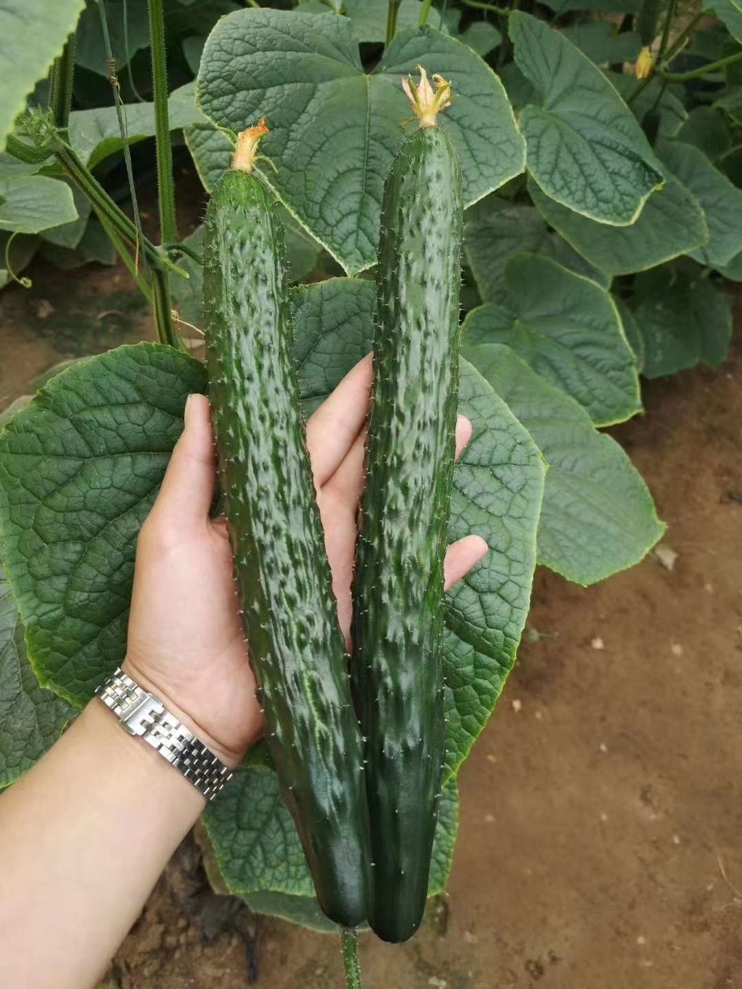 黄瓜种苗  黄瓜苗 大黄瓜苗 德瑞特黄瓜苗 寿光育苗厂直发