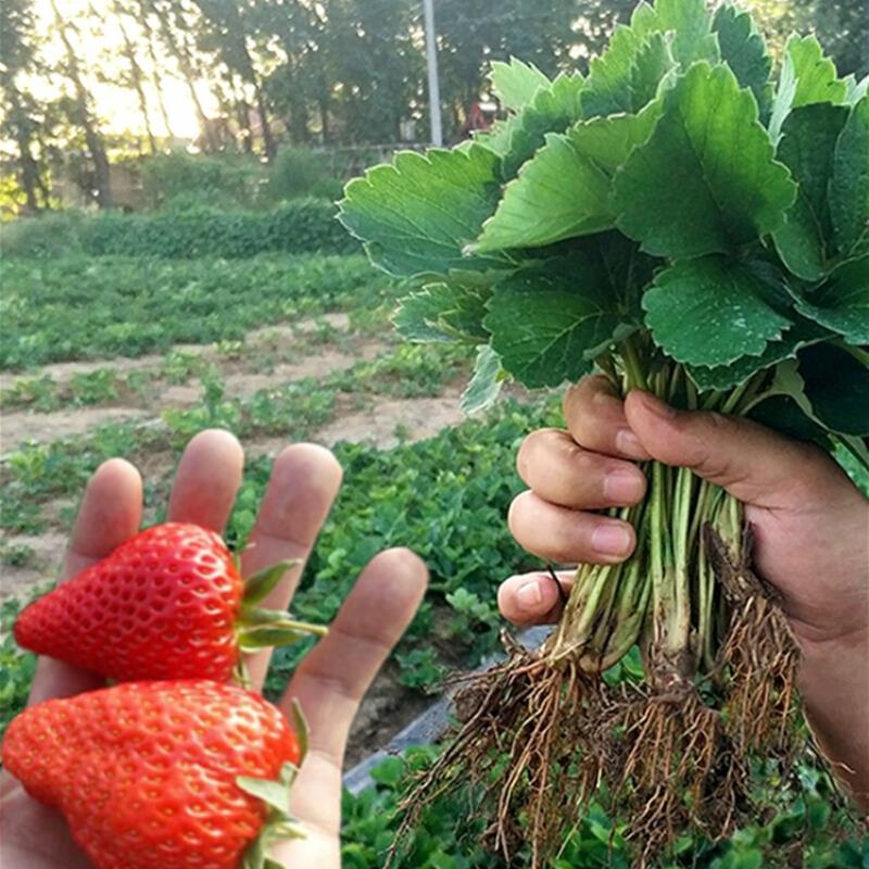 草莓苗南方北方阳台种植苗果树当年结果