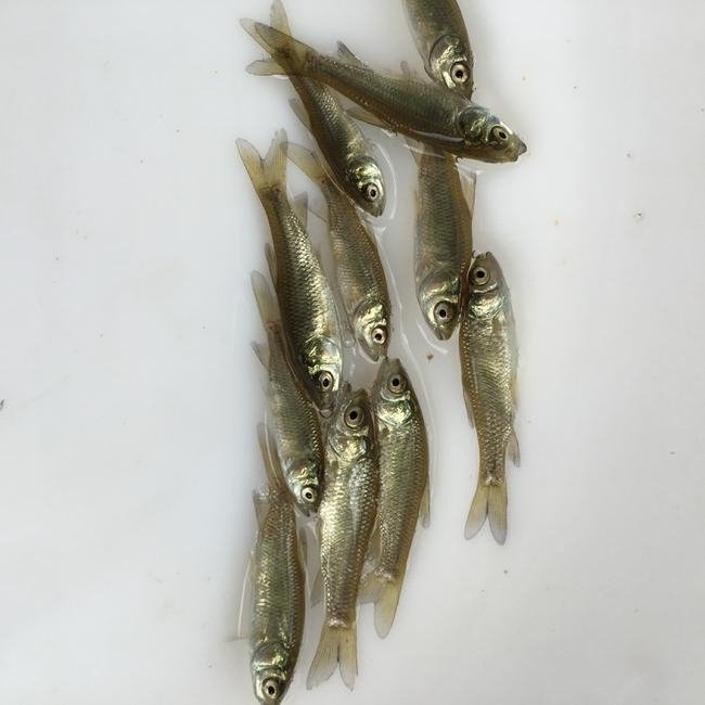 草鱼苗  长期出售各种鱼苗，特色鱼苗