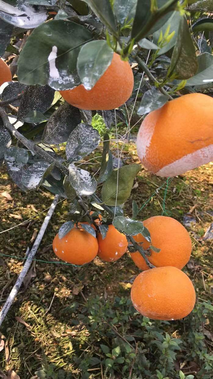 茂谷柑  橘子