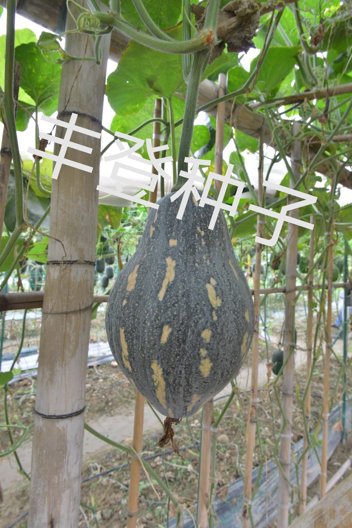 香芋南瓜种子四季蔬菜南瓜种子蜜本