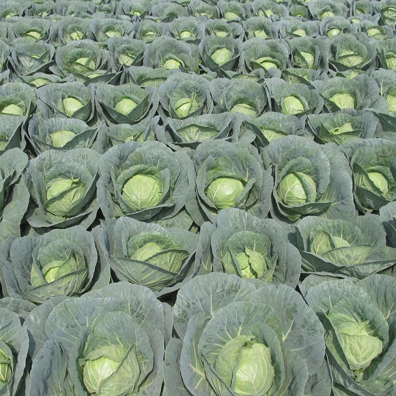甘蓝苗，包菜苗，卷心菜苗，洋白菜苗
