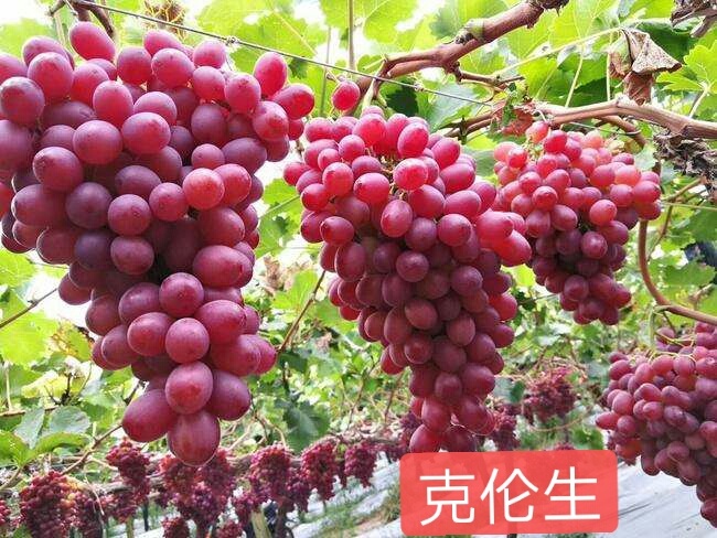 兴城市克伦生葡萄苗嫁接苗
