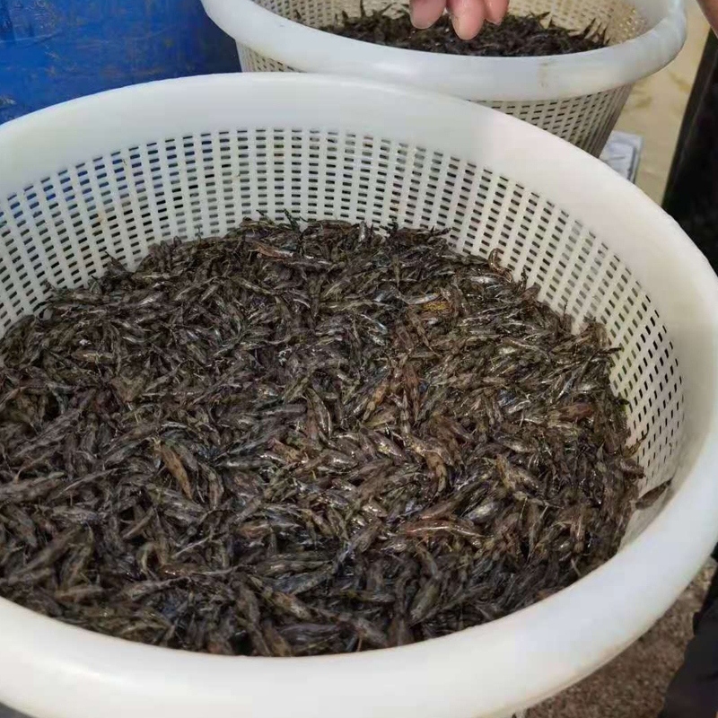 泰国笋壳鱼苗云斑尖塘鳢澳洲杂交笋壳淡水养殖