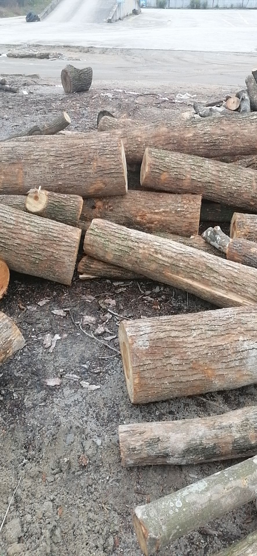  香樟树，两米，可雕刻，可卷皮，可做家具，